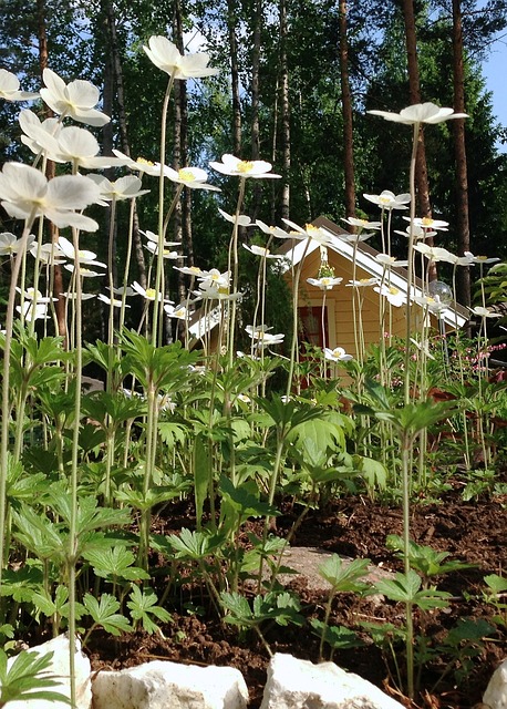 Praktische tips voor het kiezen van de perfecte tuinoverkapping
